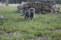 Wren, a female Labrador Retriever for sale in Stockton, MO – 2 of 9
