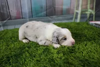 America, a male Miniature Australian Shepherd for sale in Stockton, MO – 2 of 6