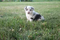 Freedom, a female Miniature Australian Shepherd for sale in Stockton, MO – 9 of 10
