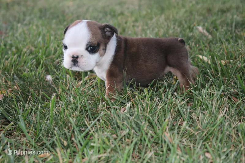 Kahli – English Bulldog puppy for sale in Stockton, MO