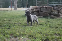 Wren, a female Labrador Retriever for sale in Stockton, MO – 3 of 9