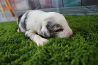 Freedom, a female Miniature Australian Shepherd for sale in Stockton, MO – 1 of 5