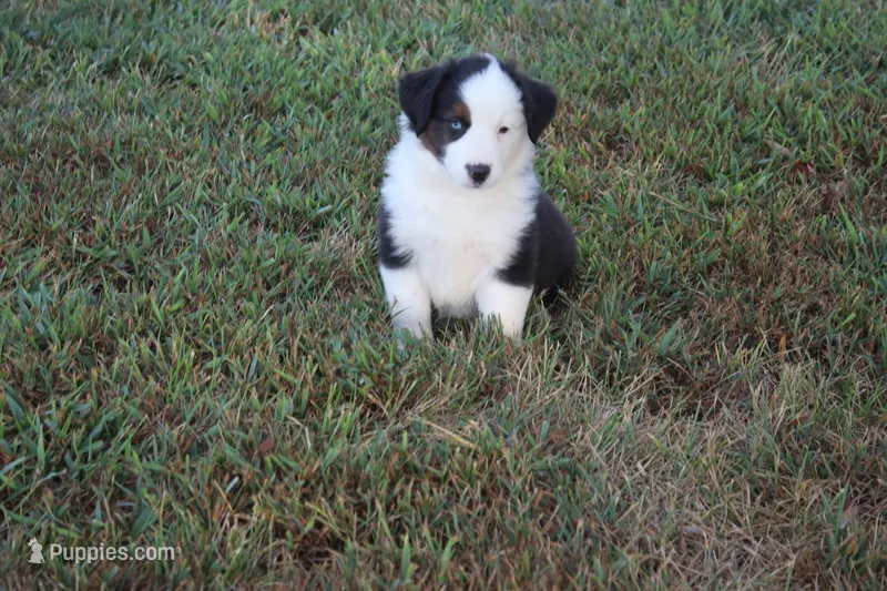 Ellis – Miniature Australian Shepherd puppy for sale in Stockton, MO