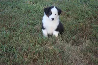 Ellis, a male Miniature Australian Shepherd for sale in Stockton, MO – 10 of 10
