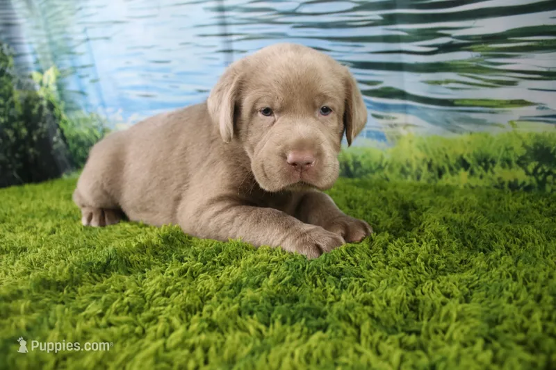 Frost – Labrador Retriever puppy for sale in Stockton, MO