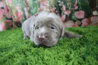 Frost, a female Labrador Retriever for sale in Stockton, MO – 6 of 6