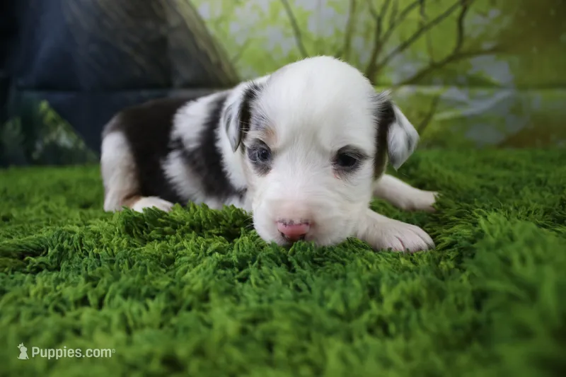 Freedom – Miniature Australian Shepherd puppy for sale in Stockton, MO