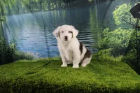 Irene, a female Miniature Australian Shepherd for sale in Stockton, MO – 5 of 10