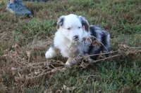 George, a male Miniature Australian Shepherd for sale in Stockton, MO – 6 of 10
