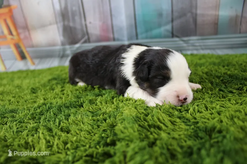 Ellis – Miniature Australian Shepherd puppy for sale in Stockton, MO