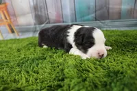 Ellis, a male Miniature Australian Shepherd for sale in Stockton, MO – 1 of 5