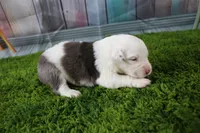 Irene, a female Miniature Australian Shepherd for sale in Stockton, MO – 4 of 6
