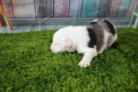 Boston, a male Miniature Australian Shepherd for sale in Stockton, MO – 3 of 6