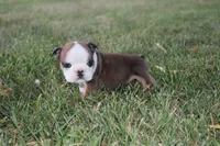 Kahli, a female English Bulldog for sale in Stockton, MO – 3 of 4