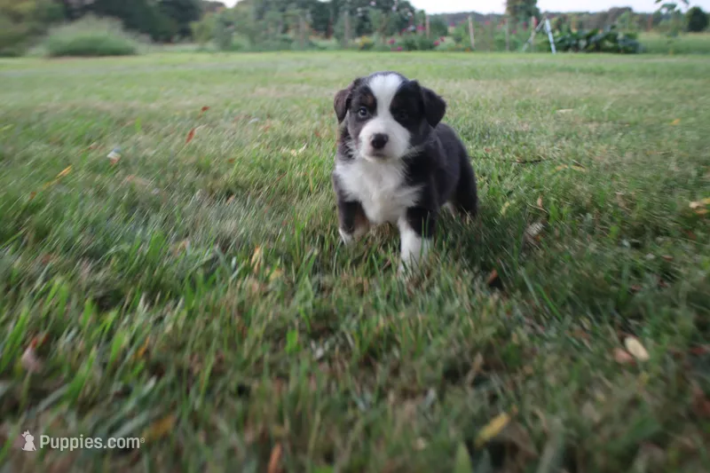 Liberty – Miniature Australian Shepherd puppy for sale in Stockton, MO