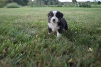 Liberty, a female Miniature Australian Shepherd for sale in Stockton, MO – 1 of 10