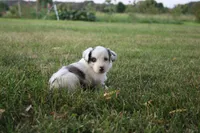 Harriett, a female Miniature Australian Shepherd for sale in Stockton, MO – 8 of 10