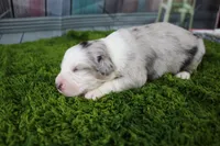 America, a male Miniature Australian Shepherd for sale in Stockton, MO – 6 of 6