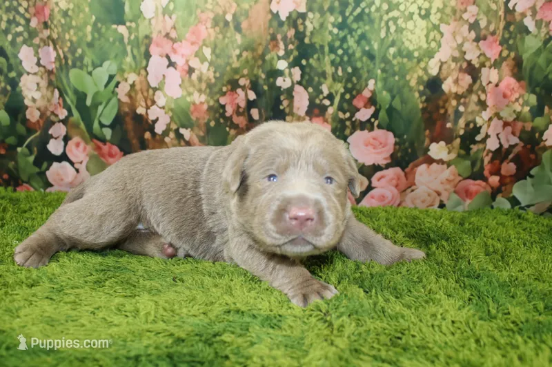 Misty – Labrador Retriever puppy for sale in Stockton, MO