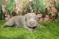 Misty, a female Labrador Retriever for sale in Stockton, MO – 1 of 5