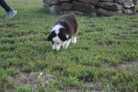 Ellis, a male Miniature Australian Shepherd for sale in Stockton, MO – 5 of 10