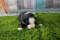Jubilee, a female Miniature Australian Shepherd for sale in Stockton, MO – 4 of 7