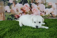 Snowball, a female English Cream Golden Retriever for sale in Stockton, MO – 3 of 10