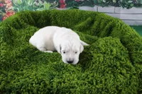 Snowball, a female English Cream Golden Retriever for sale in Stockton, MO – Photo 2 of 6