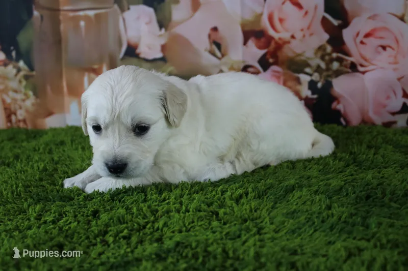 Snowball – English Cream Golden Retriever puppy for sale in Stockton, MO