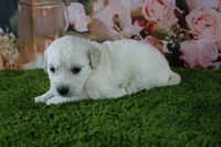 Snowball, a female English Cream Golden Retriever for sale in Stockton, MO – 1 of 10