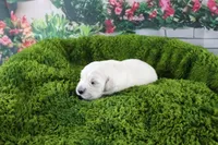 Snowball, a female English Cream Golden Retriever for sale in Stockton, MO – Photo 3 of 6