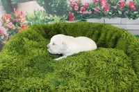 Snowball, a female English Cream Golden Retriever for sale in Stockton, MO – Photo 6 of 6