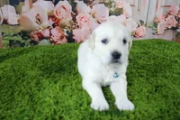 Snowball, a female English Cream Golden Retriever for sale in Stockton, MO – 2 of 10