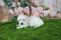 Snowball, a female English Cream Golden Retriever for sale in Stockton, MO – 4 of 10