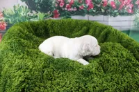 Snowball, a female English Cream Golden Retriever for sale in Stockton, MO – Photo 4 of 6