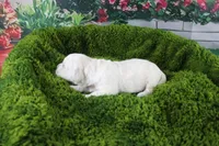 Snowball, a female English Cream Golden Retriever for sale in Stockton, MO – Photo 5 of 6