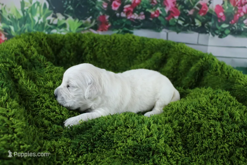 Snowball – English Cream Golden Retriever puppy for sale in Stockton, MO