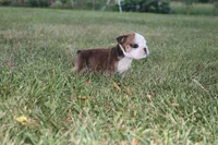 Kahli, a female English Bulldog for sale in Stockton, MO – 4 of 4