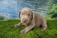 Ember, a female Labrador Retriever for sale in Stockton, MO – 8 of 10