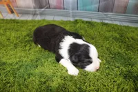 Ellis, a male Miniature Australian Shepherd for sale in Stockton, MO – 3 of 5