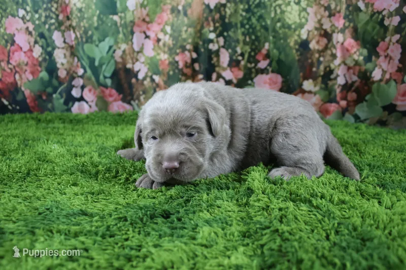 Frost – Labrador Retriever puppy for sale in Stockton, MO