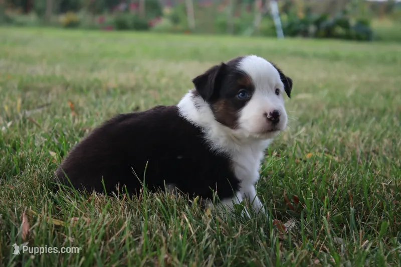 Ellis – Miniature Australian Shepherd puppy for sale in Stockton, MO