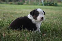 Ellis, a male Miniature Australian Shepherd for sale in Stockton, MO – 7 of 10