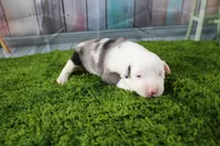 Boston, a male Miniature Australian Shepherd for sale in Stockton, MO – 6 of 6
