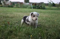 Freedom, a female Miniature Australian Shepherd for sale in Stockton, MO – 8 of 10