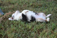 George, a male Miniature Australian Shepherd for sale in Stockton, MO – 3 of 10