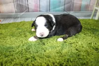 Jubilee, a female Miniature Australian Shepherd for sale in Stockton, MO – 5 of 7