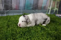 America, a male Miniature Australian Shepherd for sale in Stockton, MO – 5 of 6