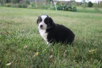 Liberty, a female Miniature Australian Shepherd for sale in Stockton, MO – 2 of 10