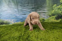 Ember, a female Labrador Retriever for sale in Stockton, MO – 9 of 10